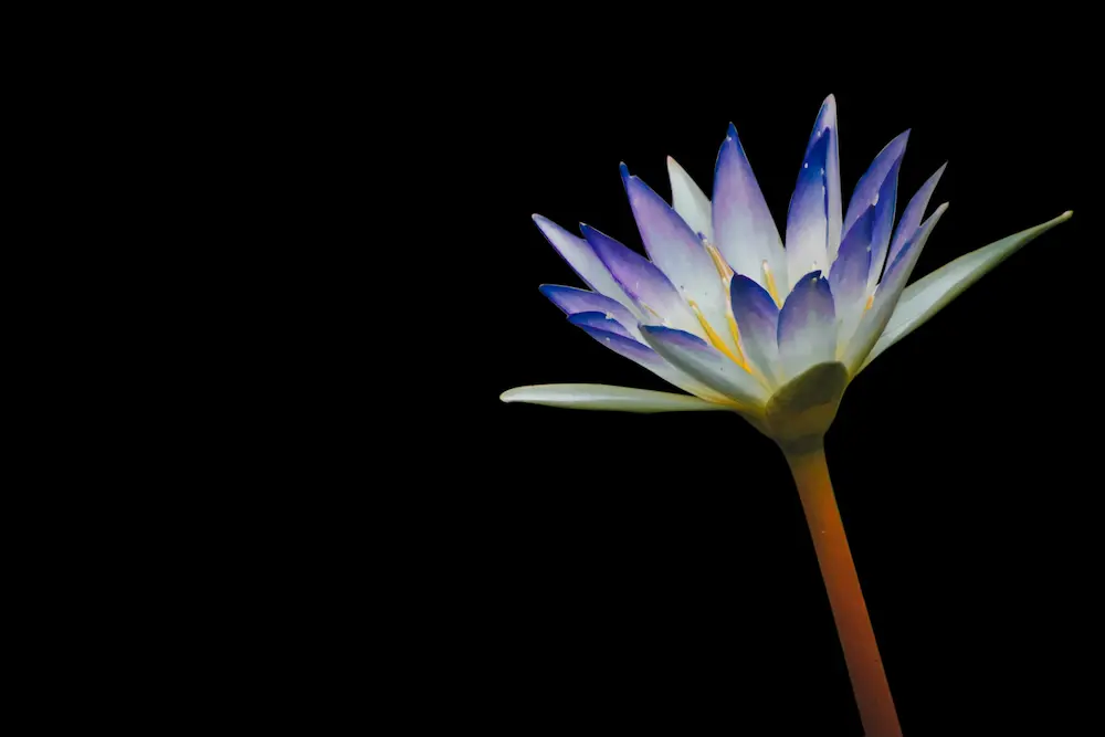 blue lotus flower for divination