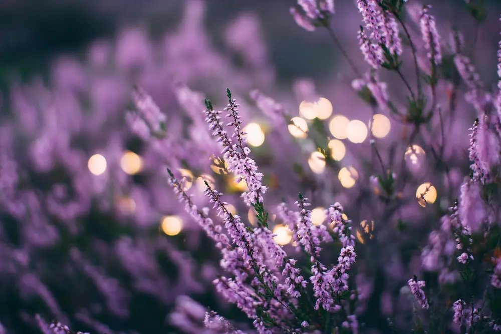 lavender magickal herb for divination