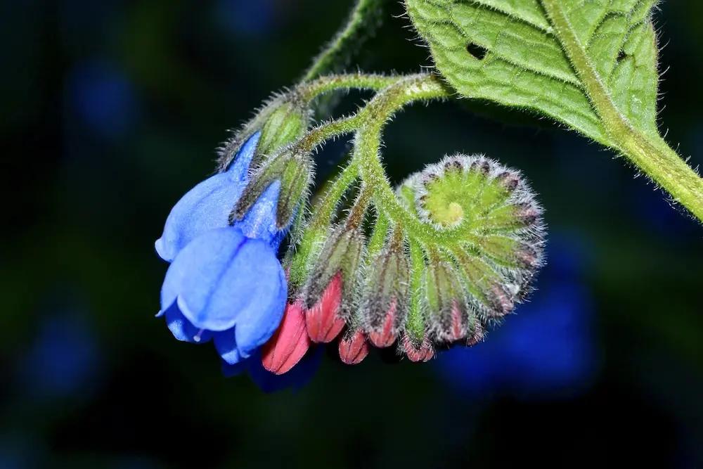 comfrey for wealth and prosperity